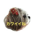 はぁちゃん001（個別スタンプ：6）