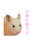 キンクマハムのCiel 2（個別スタンプ：7）