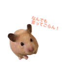 キンクマハムのCiel 2（個別スタンプ：15）