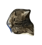 筆かき猫（個別スタンプ：8）