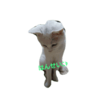 猫たち_01（個別スタンプ：1）