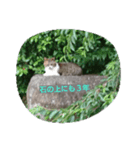 猫たち_01（個別スタンプ：2）
