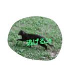 猫たち_01（個別スタンプ：5）