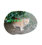 猫たち_01（個別スタンプ：6）