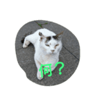 猫たち_01（個別スタンプ：8）