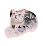 ちゃいとしずえさん（個別スタンプ：1）