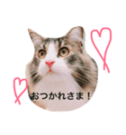 ちゃいとしずえさん（個別スタンプ：3）