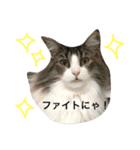 ちゃいとしずえさん（個別スタンプ：6）