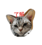 猫の菊と稲（個別スタンプ：1）