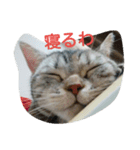 猫の菊と稲（個別スタンプ：2）