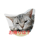 猫の菊と稲（個別スタンプ：3）