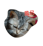 猫の菊と稲（個別スタンプ：5）