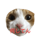 猫の菊と稲（個別スタンプ：6）