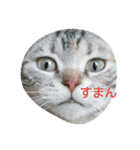 猫の菊と稲（個別スタンプ：8）
