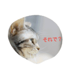 猫の菊と稲（個別スタンプ：9）
