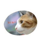 猫の菊と稲（個別スタンプ：10）
