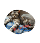 猫の菊と稲（個別スタンプ：11）