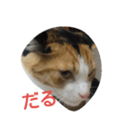 猫の菊と稲（個別スタンプ：12）