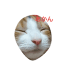 猫の菊と稲（個別スタンプ：13）