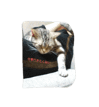 猫の菊と稲（個別スタンプ：14）