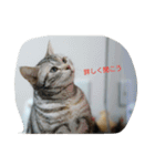 猫の菊と稲（個別スタンプ：15）
