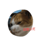 猫の菊と稲（個別スタンプ：16）