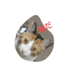 猫の菊と稲（個別スタンプ：17）