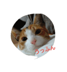 猫の菊と稲（個別スタンプ：18）