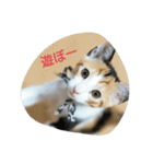 猫の菊と稲（個別スタンプ：19）
