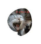 猫の菊と稲（個別スタンプ：20）