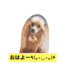 トイプードルのプリンちゃん（個別スタンプ：1）