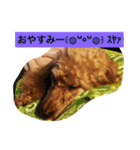 トイプードルのプリンちゃん（個別スタンプ：2）