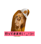 トイプードルのプリンちゃん（個別スタンプ：4）