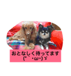 トイプードルのプリンちゃん（個別スタンプ：6）