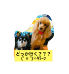 トイプードルのプリンちゃん（個別スタンプ：7）