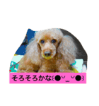 トイプードルのプリンちゃん（個別スタンプ：9）