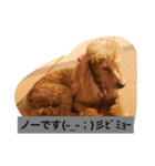 トイプードルのプリンちゃん（個別スタンプ：11）