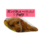 トイプードルのプリンちゃん（個別スタンプ：12）