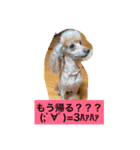 トイプードルのプリンちゃん（個別スタンプ：14）
