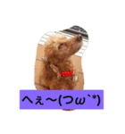トイプードルのプリンちゃん（個別スタンプ：15）