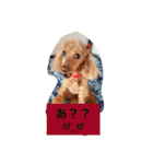 トイプードルのプリンちゃん（個別スタンプ：19）