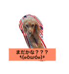 トイプードルのプリンちゃん（個別スタンプ：22）