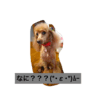 トイプードルのプリンちゃん（個別スタンプ：23）