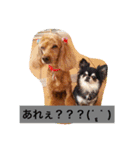 トイプードルのプリンちゃん（個別スタンプ：24）