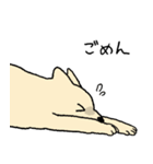 やさしい顔の犬（個別スタンプ：30）