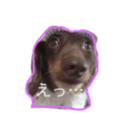しんちゃんスタンプ①（個別スタンプ：2）