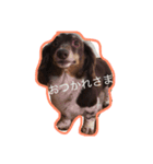 しんちゃんスタンプ①（個別スタンプ：4）
