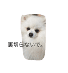 犬のちぇりちゃん2（個別スタンプ：13）