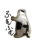 ねこねこねねね（個別スタンプ：4）