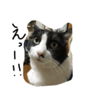 ねこねこねねね（個別スタンプ：5）